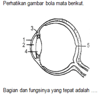Bingung Mau Belajar Apa Buat UN Biologi SMA? Yuk, Atur Skala Prioritas Belajarmu!