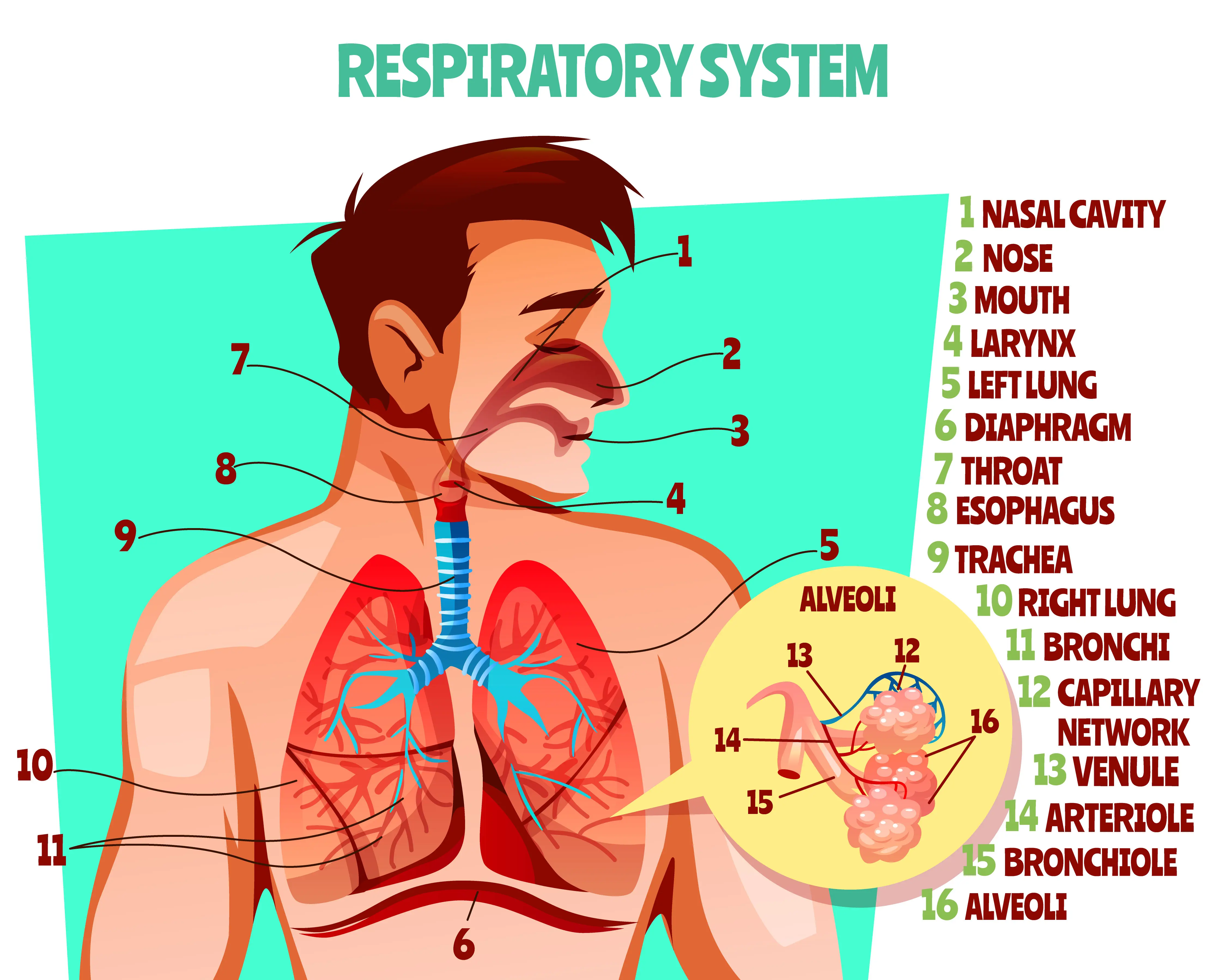 Sistem Pernapasan Manusia: Pengertian, Fungsi, Organ, dan Gangguan Sistem Pernapasan