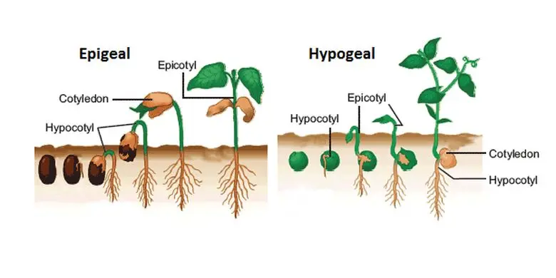 Pembahasan Tipe Perkecambahan Hipogeal dan Epigeal Lengkap