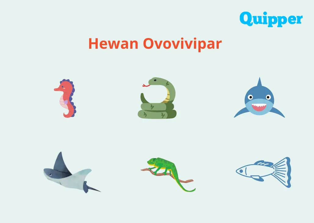 Hewan Ovovivipar