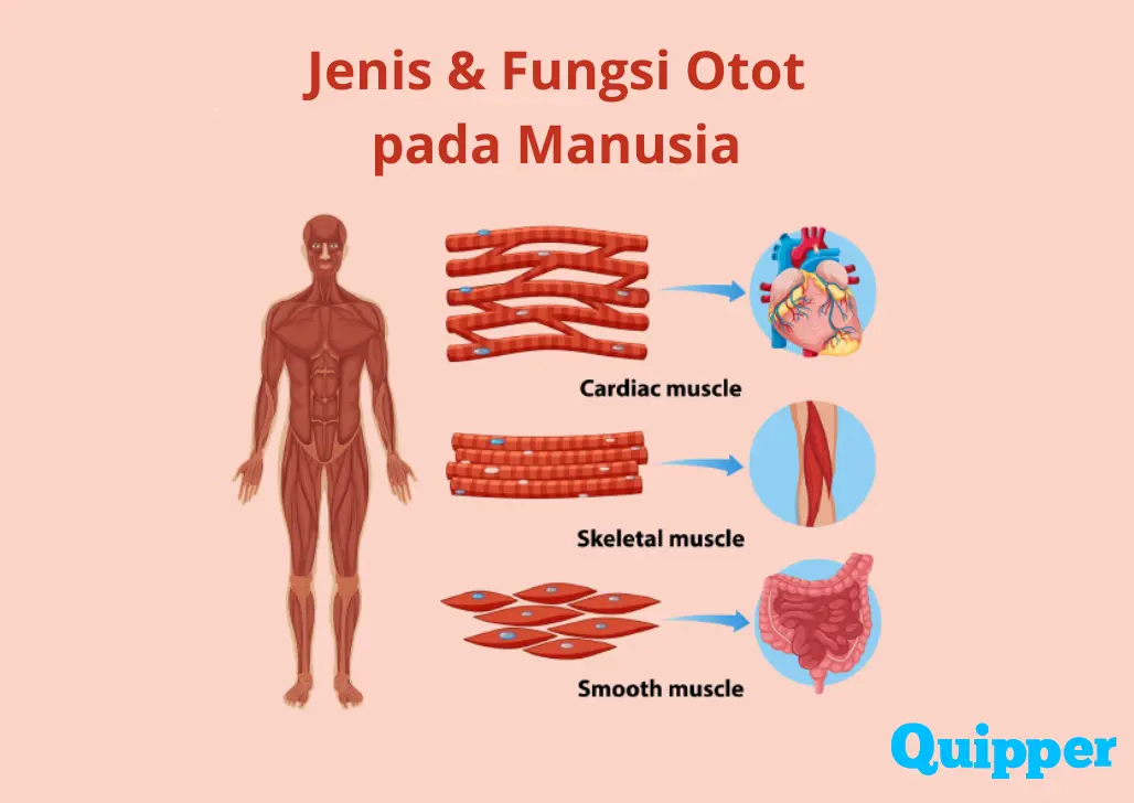Jenis & Fungsi Otot pada Manusia