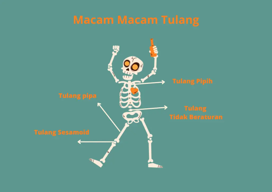 Macam-macam Tulang Manusia, Lengkap dengan Fungsinya
