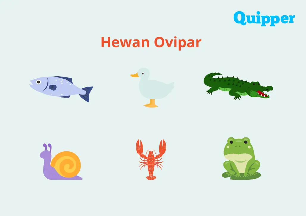 Pengertian, Ciri-ciri, Cara Berkembang biak, dan Contoh Hewan Ovipar